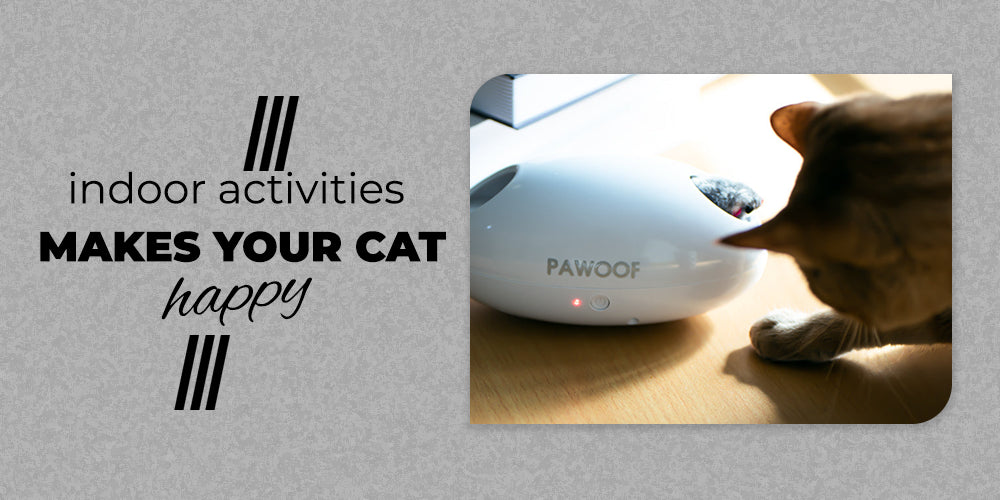 5 Tips to make your Indoor Cat happy